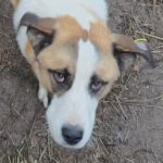 Mischling Jax, 12/2023, ca. 60 cm