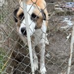 Mischling Jax, 12/2023, ca. 60 cm