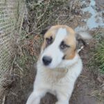 Mischling Jax, 12/2023, ca. 60 cm