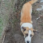 Mischling Jax, 12/2023, ca. 60 cm