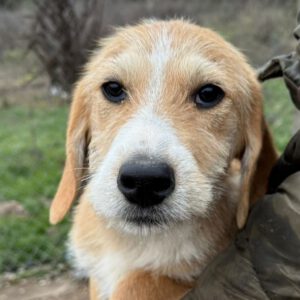 Mischling Lima, 08/2025, Endgröße ca. 40-48 cm