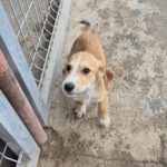 Mischling Lima, 08/2025, Endgröße ca. 40-48 cm