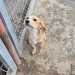 Mischling Lima, 08/2025, Endgröße ca. 40-48 cm