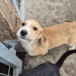 Mischling Lima, 08/2025, Endgröße ca. 40-48 cm