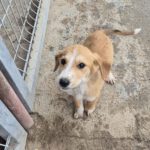 Mischling Lima, 08/2025, Endgröße ca. 40-48 cm