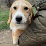 Mischling Lima, 08/2025, Endgröße ca. 40-48 cm