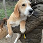 Mischling Lima, 08/2025, Endgröße ca. 40-48 cm