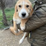 Mischling Lima, 08/2025, Endgröße ca. 40-48 cm