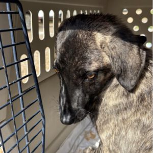 Mischling Lulu, 08/2025, Endgröße ca. 50 cm