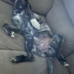 Mischling Lulu, 08/2025, Endgröße ca. 50 cm