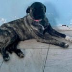 Mischling Lulu, 08/2025, Endgröße ca. 50 cm