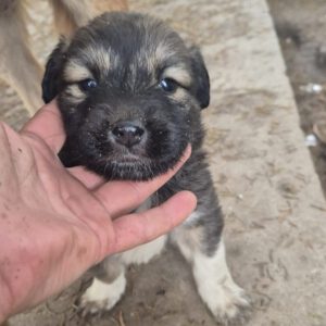 Mischling Maja, 10/2025, Endgröße ca. 50-55 cm