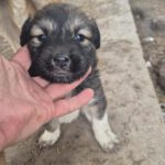 Mischling Maja, 10/2025, Endgröße ca. 50-55 cm