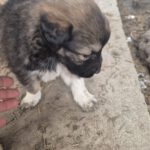 Mischling Maja, 10/2025, Endgröße ca. 50-55 cm