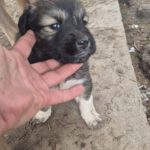 Mischling Maja, 10/2025, Endgröße ca. 50-55 cm