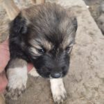 Mischling Maja, 10/2025, Endgröße ca. 50-55 cm