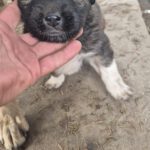 Mischling Maja, 10/2025, Endgröße ca. 50-55 cm