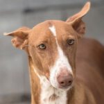 Podenco Manuela, 11/2022, ca. 45 cm