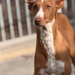 Podenco Manuela, 11/2022, ca. 45 cm