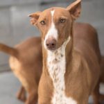 Podenco Manuela, 11/2022, ca. 45 cm