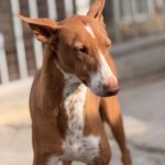 Podenco Manuela, 11/2022, ca. 45 cm