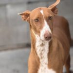 Podenco Manuela, 11/2022, ca. 45 cm