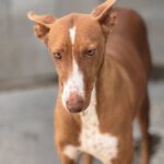 Podenco Manuela, 11/2022, ca. 45 cm