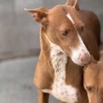 Podenco Manuela, 11/2022, ca. 45 cm