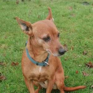 Podenco Maneto Mazacote, 08/2020, ca. 36 cm, 25572 Landscheide