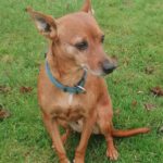 Podenco Maneto Mazacote, 08/2020, ca. 36 cm, 25572 Landscheide