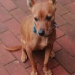 Podenco Maneto Mazacote, 08/2020, ca. 36 cm, 25572 Landscheide