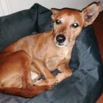 Podenco Maneto Mazacote, 08/2020, ca. 36 cm, 25572 Landscheide