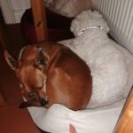 Podenco Maneto Mazacote, 08/2020, ca. 36 cm, 25572 Landscheide