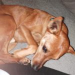 Podenco Maneto Mazacote, 08/2020, ca. 36 cm, 25572 Landscheide