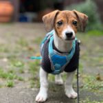 Bodeguero-Dackel-Mischling Mukki, 08/2025, ca. 30 cm, 68535 Edingen-Neckarhausen