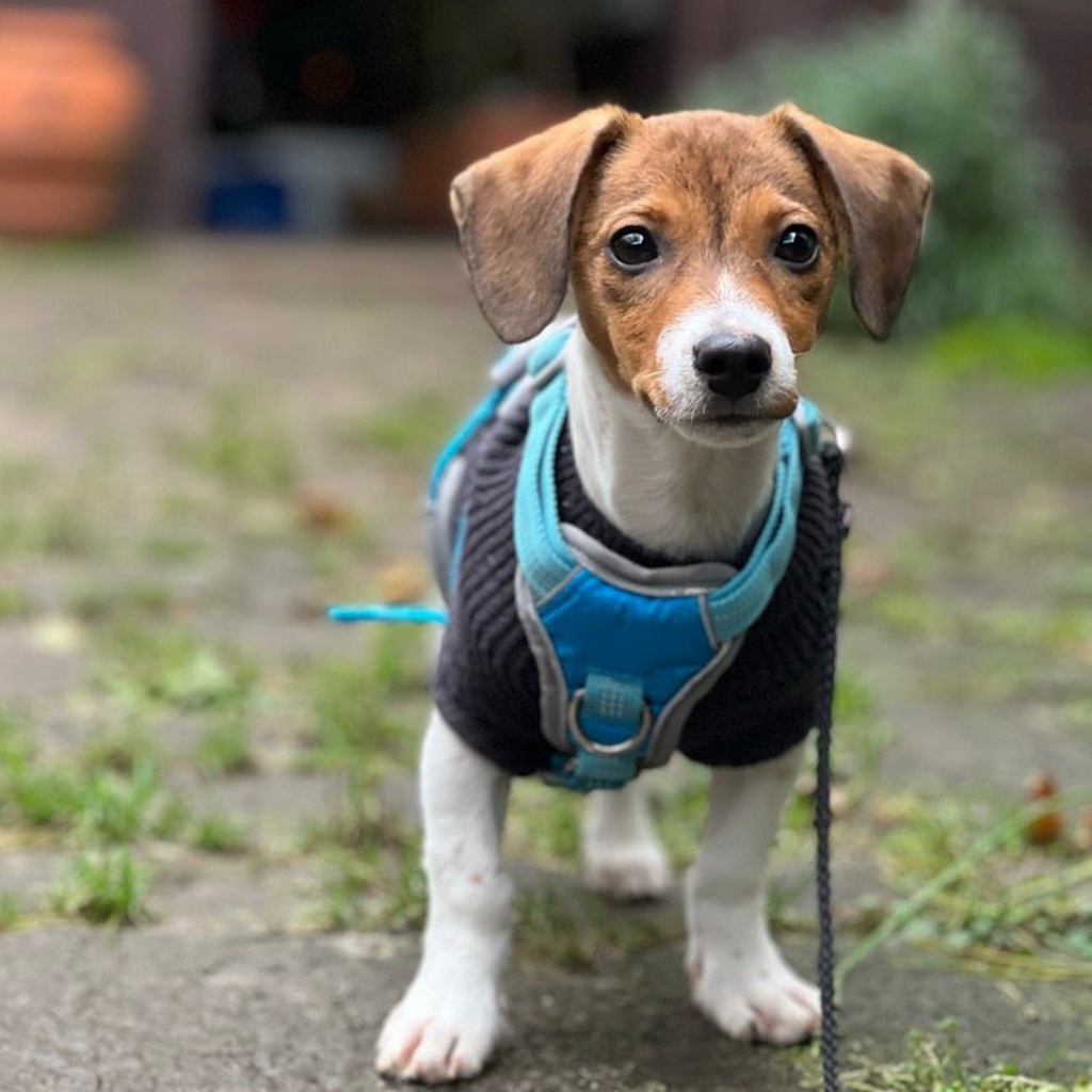 Bodeguero-Dackel-Mischling Mukki, 08/2025, ca. 30 cm, 68535 Edingen-Neckarhausen