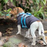 Bodeguero-Dackel-Mischling Mukki, 08/2025, ca. 30 cm, 68535 Edingen-Neckarhausen