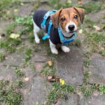 Bodeguero-Dackel-Mischling Mukki, 08/2025, ca. 30 cm, 68535 Edingen-Neckarhausen