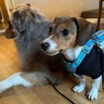 Bodeguero-Dackel-Mischling Mukki, 08/2025, ca. 30 cm, 68535 Edingen-Neckarhausen