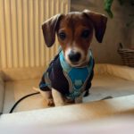 Bodeguero-Dackel-Mischling Mukki, 08/2025, ca. 30 cm, 68535 Edingen-Neckarhausen