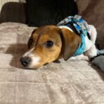 Bodeguero-Dackel-Mischling Mukki, 08/2025, ca. 30 cm, 68535 Edingen-Neckarhausen