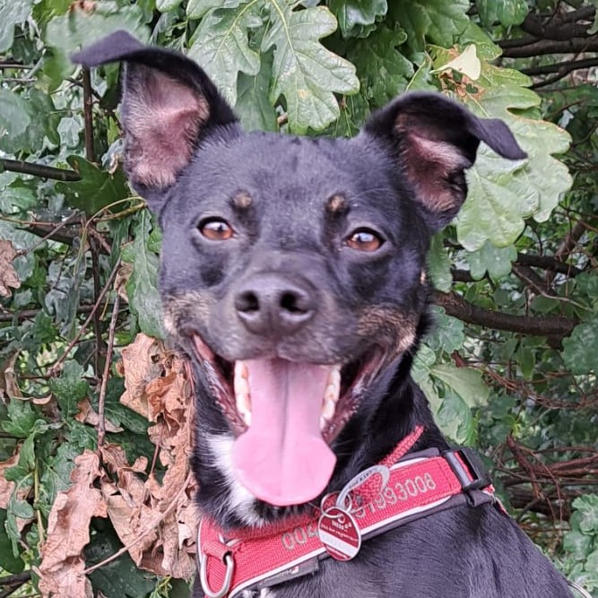 Pinscher-Bodeguero-Mischling Neron, 02/2020, ca. 49 cm, 31592 Stolzenau