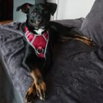 Pinscher-Bodeguero-Mischling Neron, 02/2020, ca. 49 cm, 31592 Stolzenau