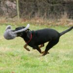 Pinscher-Bodeguero-Mischling Neron, 02/2020, ca. 49 cm, 31592 Stolzenau