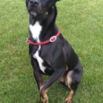 Pinscher-Bodeguero-Mischling Neron, 02/2020, ca. 49 cm, 31592 Stolzenau