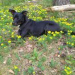 Pinscher-Bodeguero-Mischling Neron, 02/2020, ca. 49 cm, 31592 Stolzenau