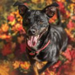 Pinscher-Bodeguero-Mischling Neron, 02/2020, ca. 49 cm, 31592 Stolzenau