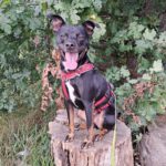 Pinscher-Bodeguero-Mischling Neron, 02/2020, ca. 49 cm, 31592 Stolzenau