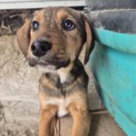 Mischling Otto, 08/2025, Endgröße ca. 45-50 cm