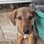 Mischling Otto, 08/2025, Endgröße ca. 45-50 cm